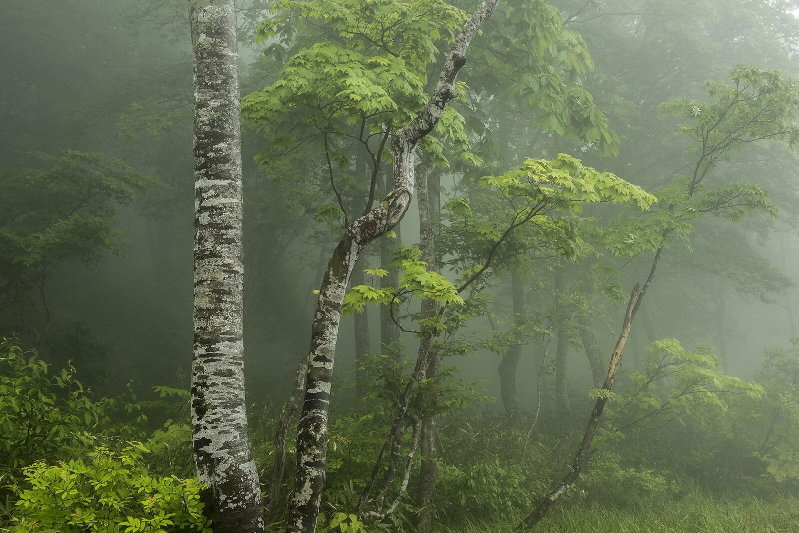 Обои зеленая листва деревья туман в лесу на рабочий стол