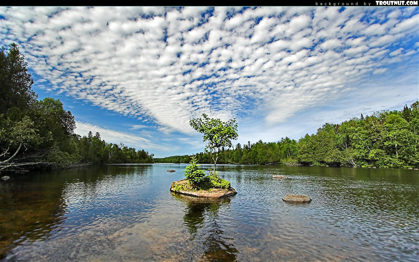 Wallpapers river islet tree on the desktop