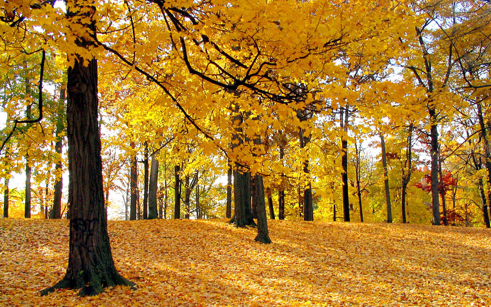 Wallpapers autumn grove trees on the desktop
