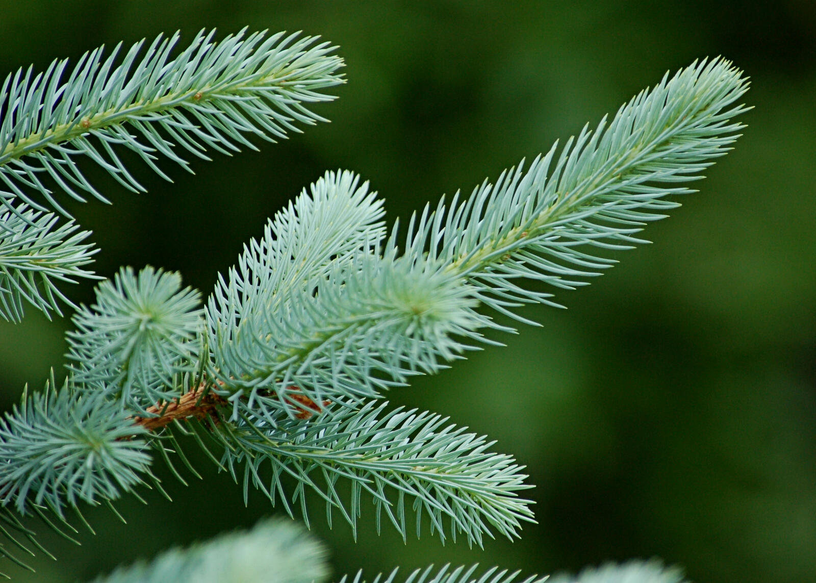 Wallpapers branch needles spruce on the desktop