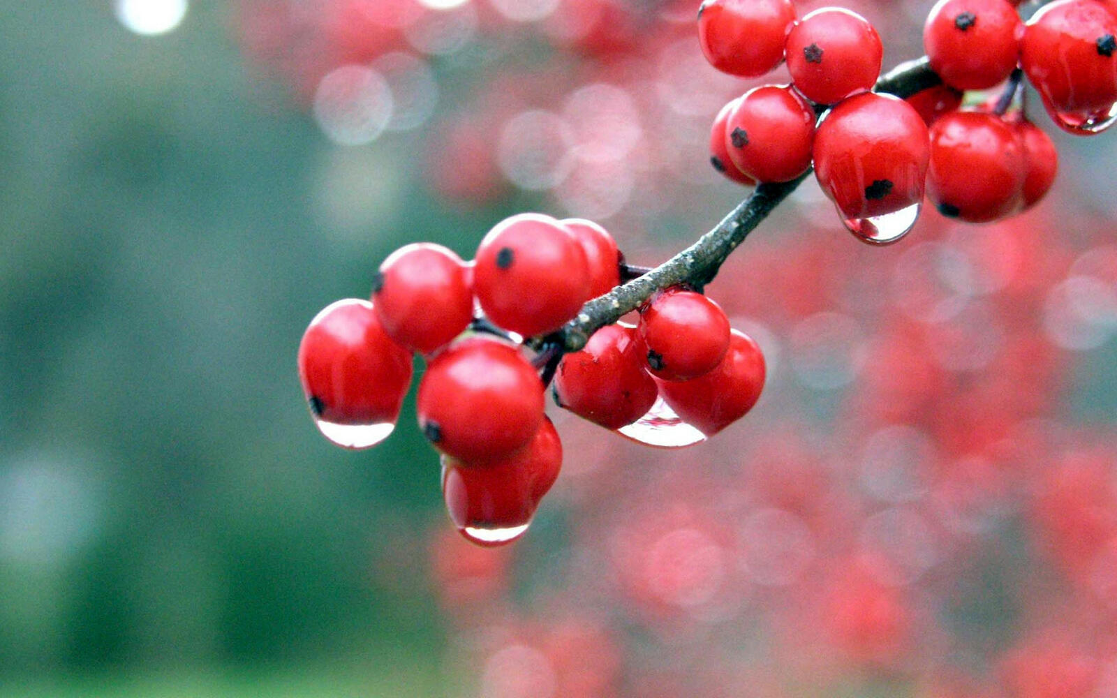 Wallpapers branch berry red on the desktop