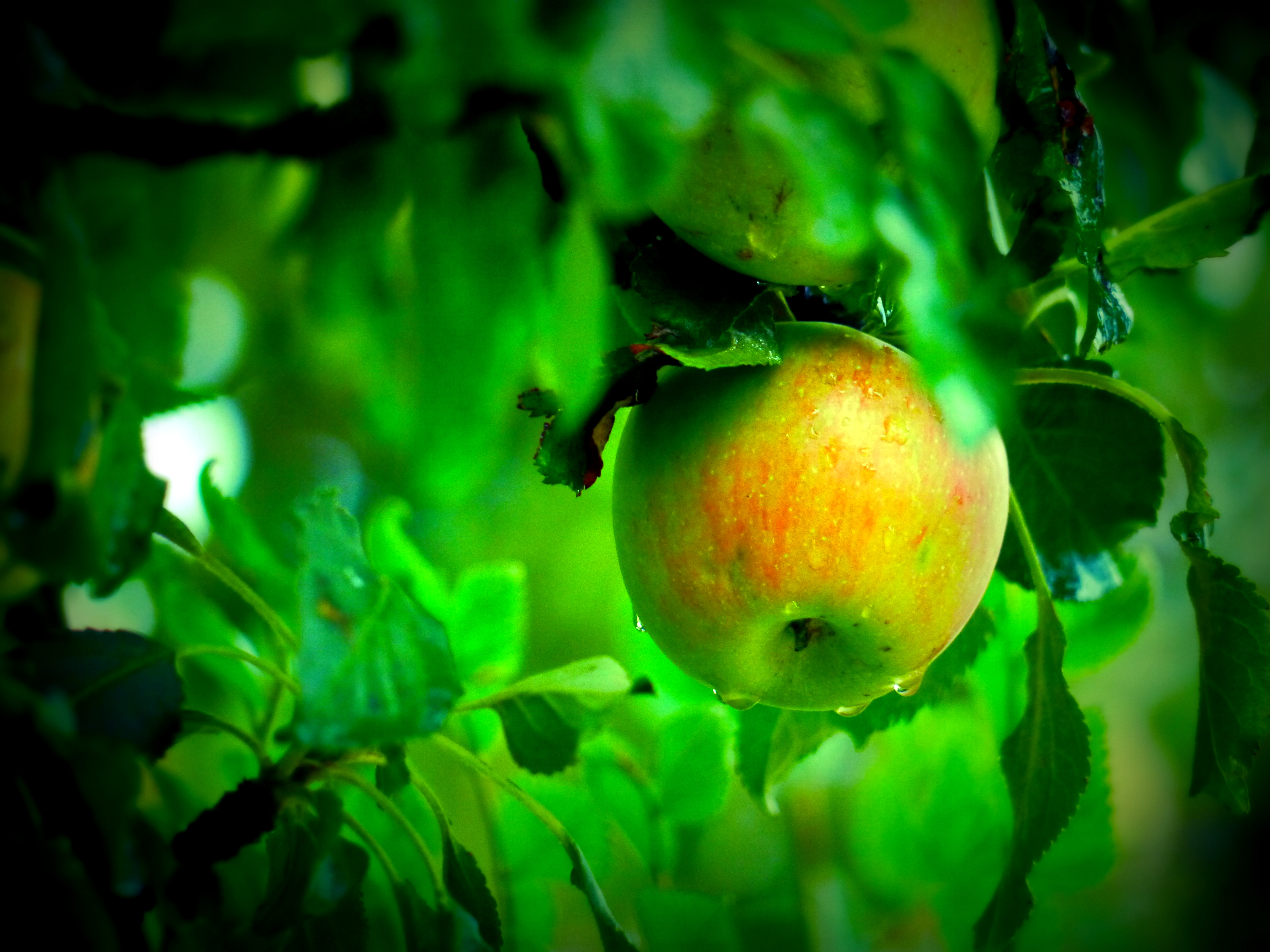 Обои яблоня яблоко листья на рабочий стол