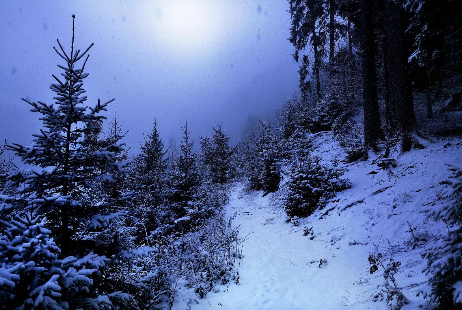 Wallpapers winter night forest on the desktop