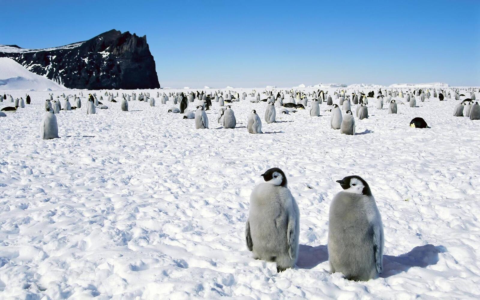 Обои пингвины Арктика сугробы на рабочий стол