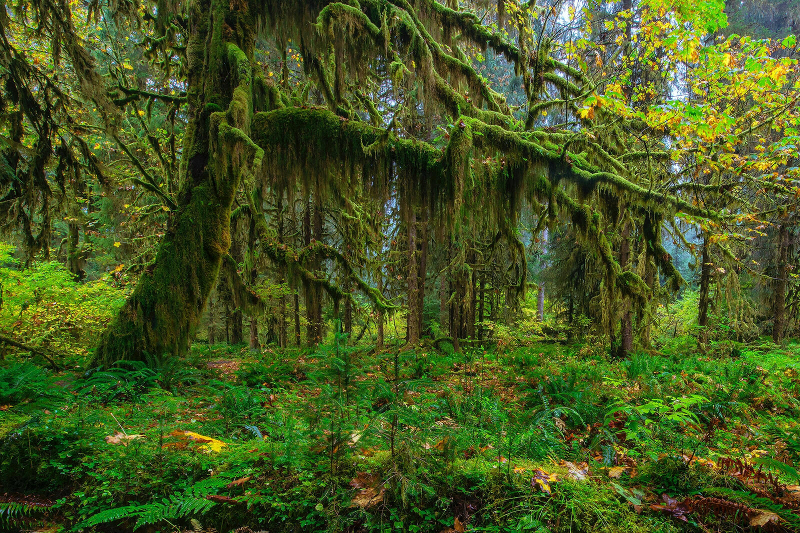 Wallpapers Moos tree Olympic National Park forest on the desktop
