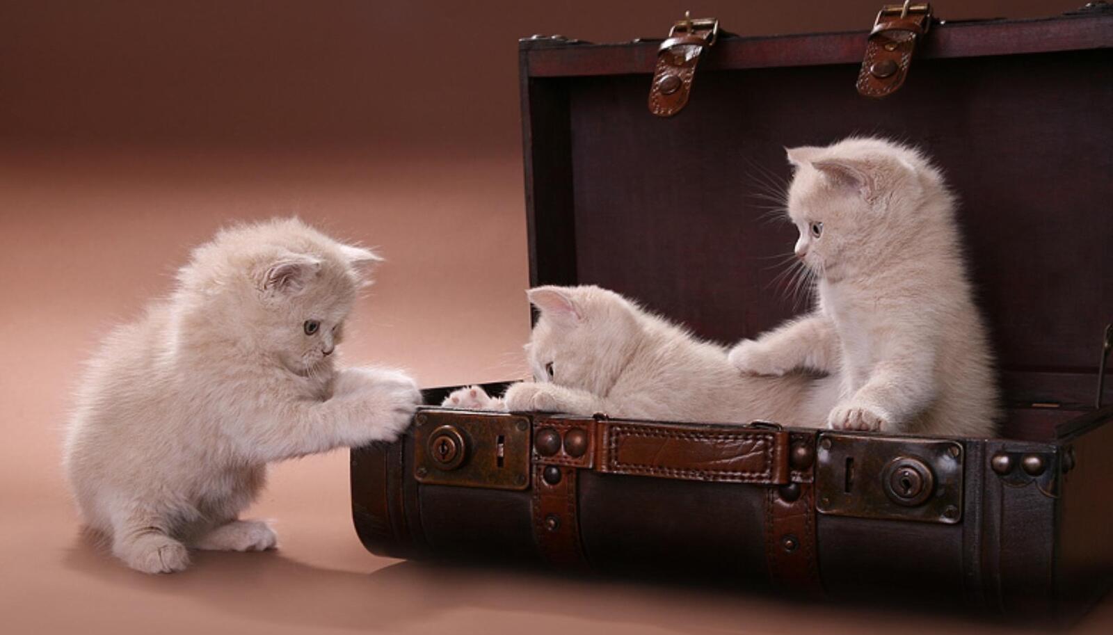 Wallpapers kittens kittens two pets on the desktop