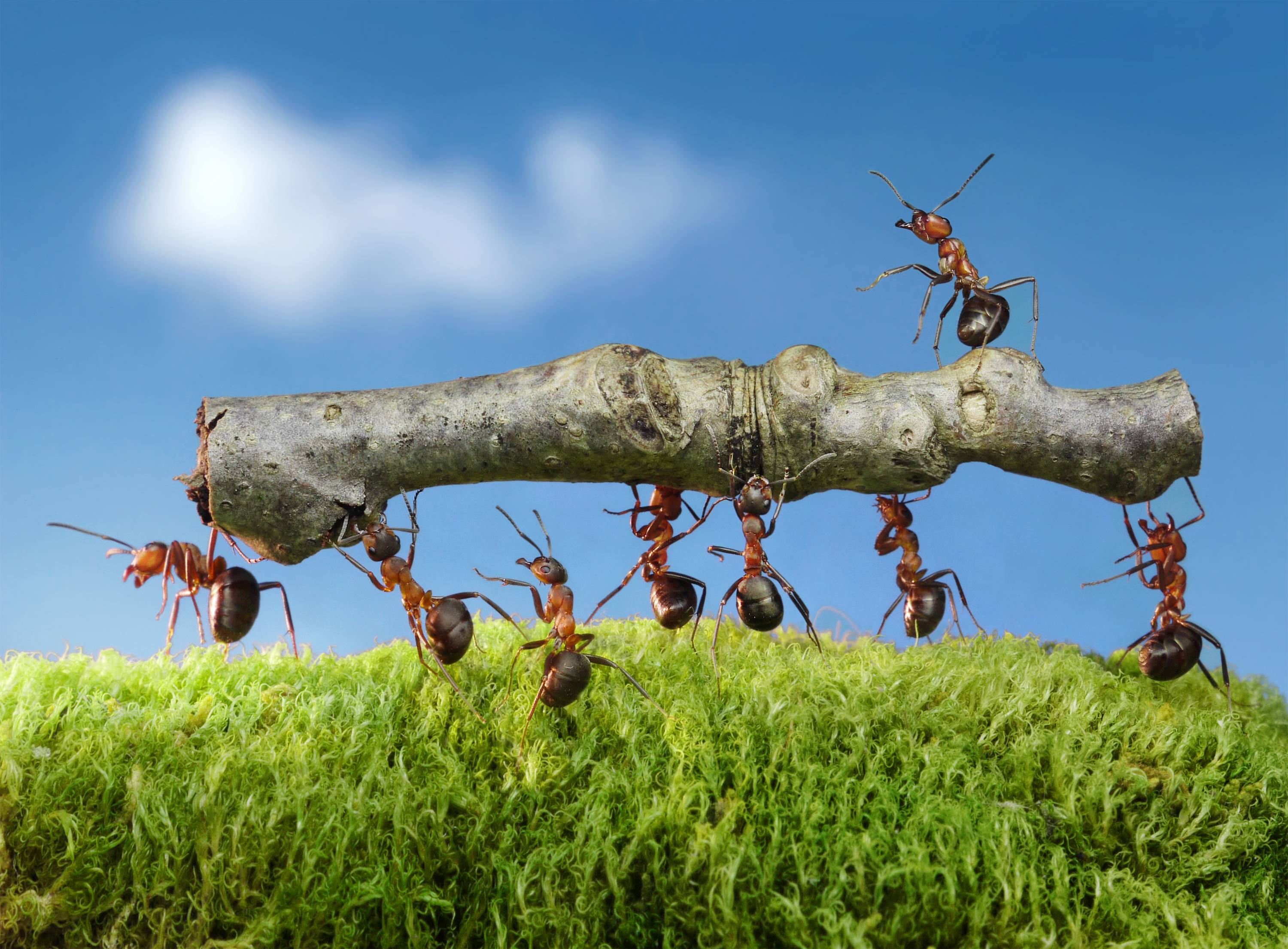 Обои муравьи насекомые макро на рабочий стол