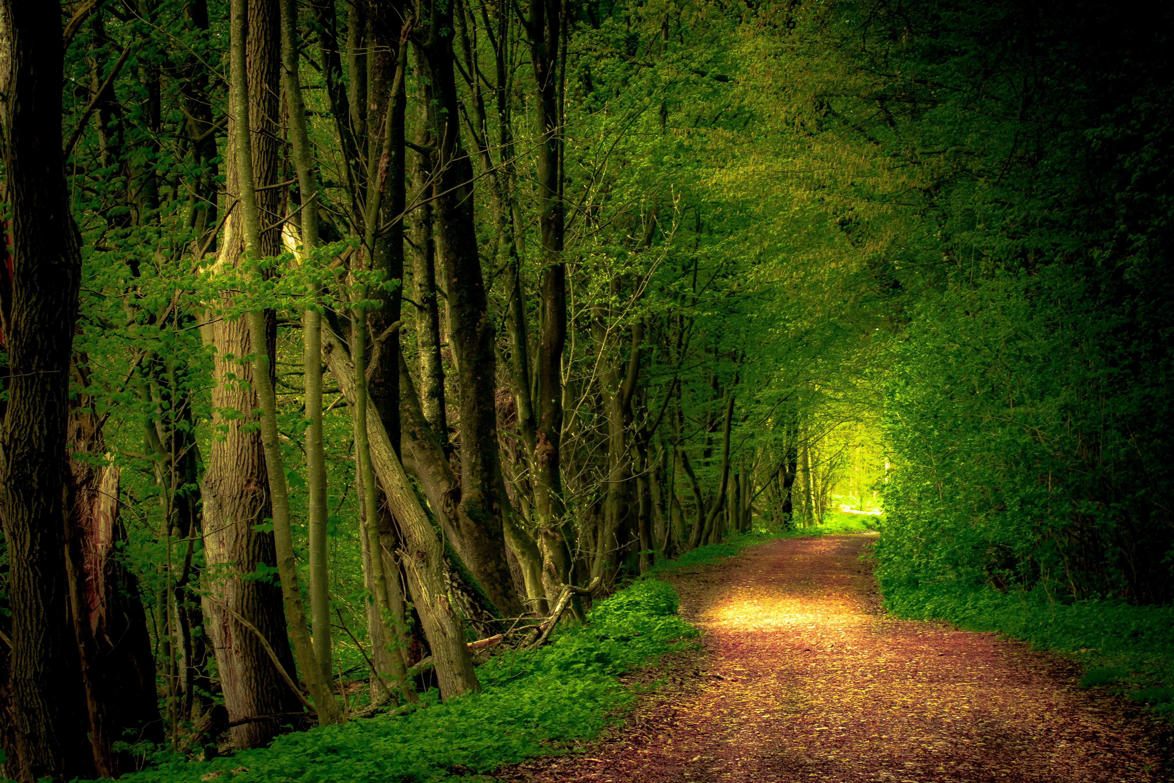 Обои дорога по лесу зеленая листва дорога в лесу на рабочий стол