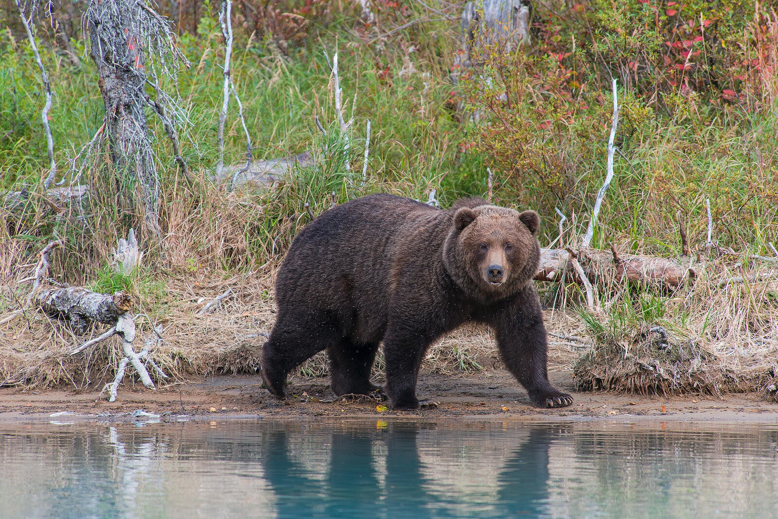 桌面上的壁纸阿拉斯加州 卢克-克拉克国家公园 棕熊