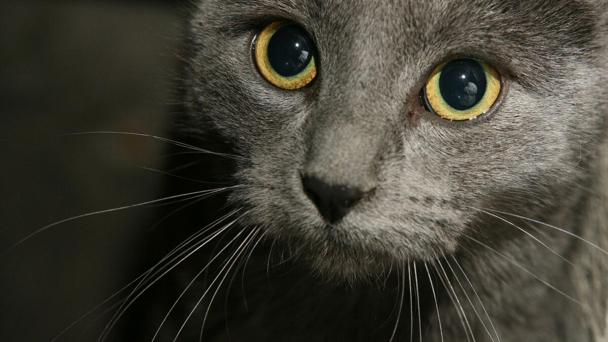 A close-up of a gray cat`s face.