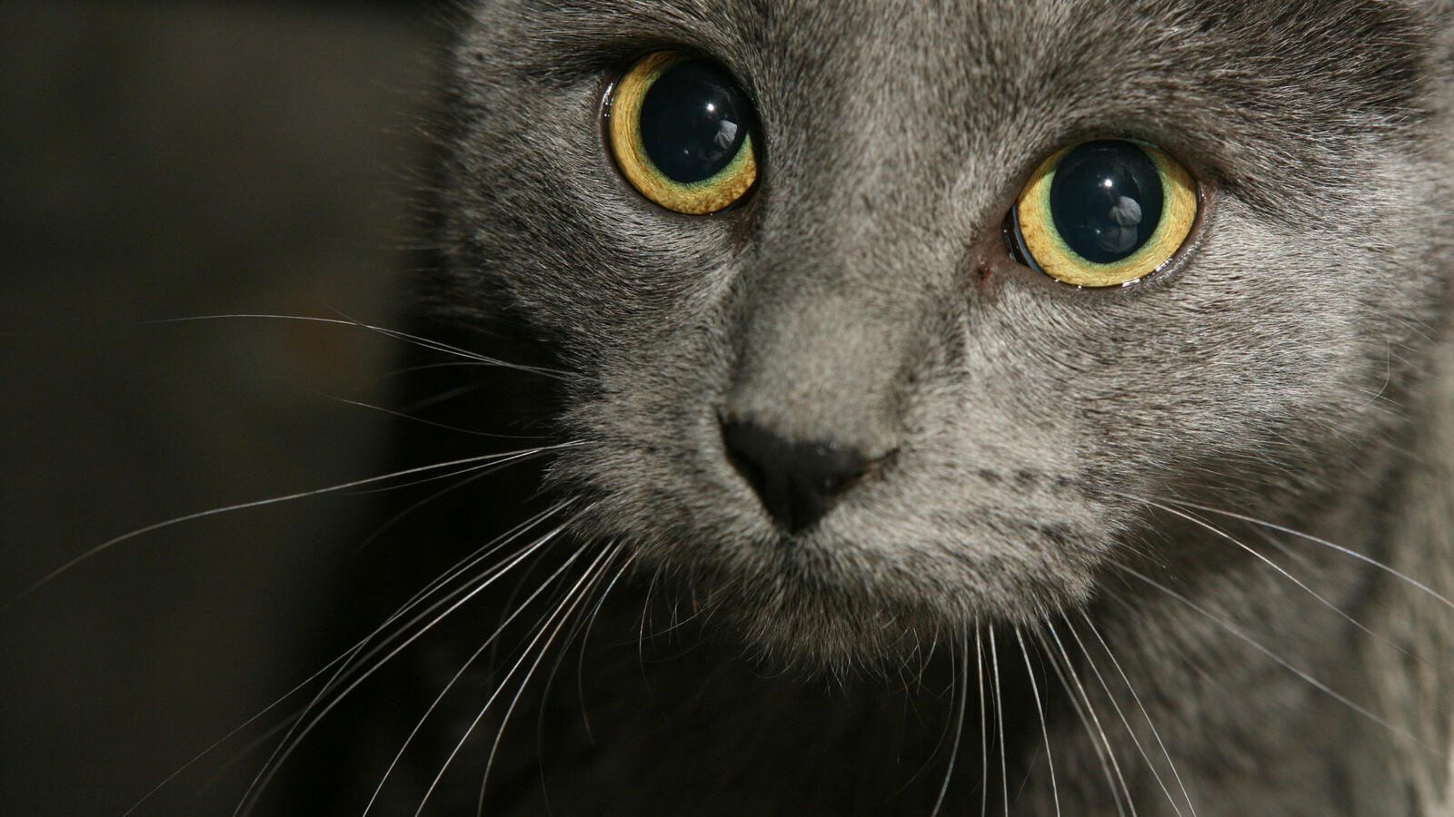 Бесплатное фото Морда серой кошки крупным планом