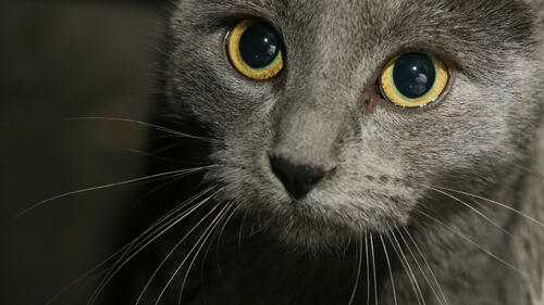 A close-up of a gray cat`s face.