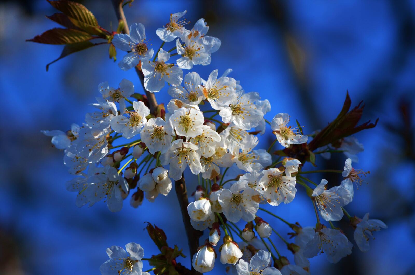 Обои Cherry Blossoms флора цветы на рабочий стол