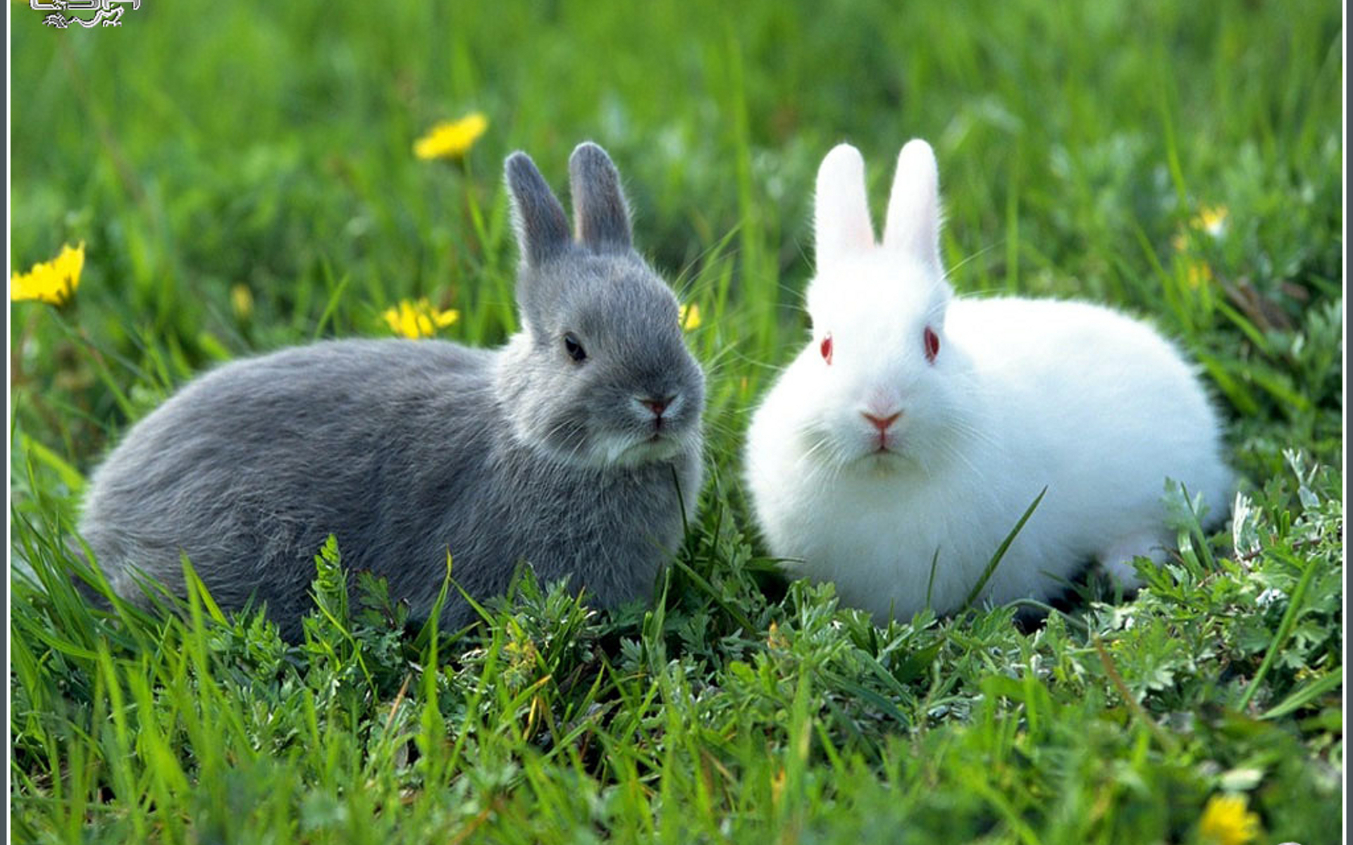 Wallpapers muzzles grass rabbits on the desktop