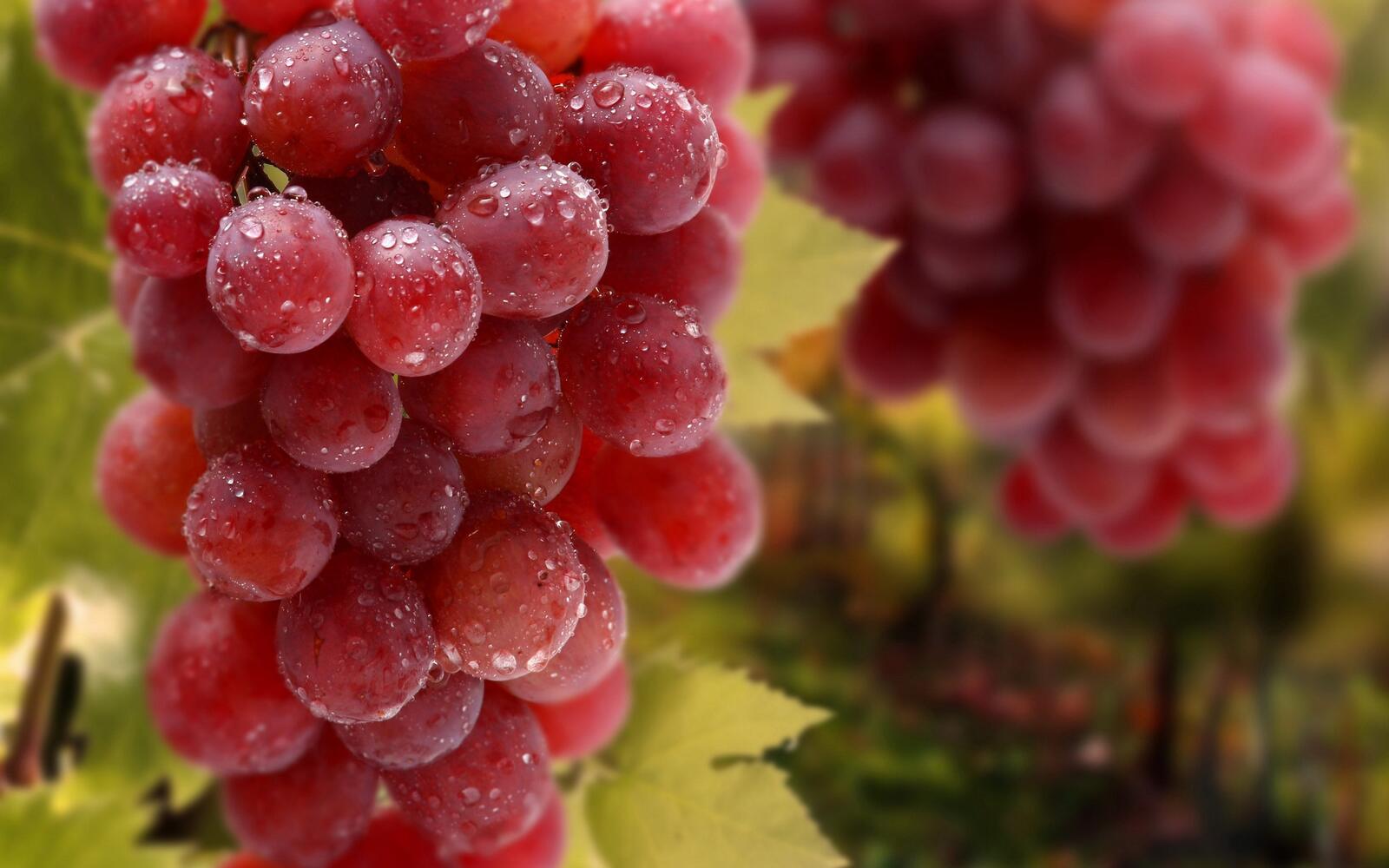 Wallpapers grapes clusters berry on the desktop