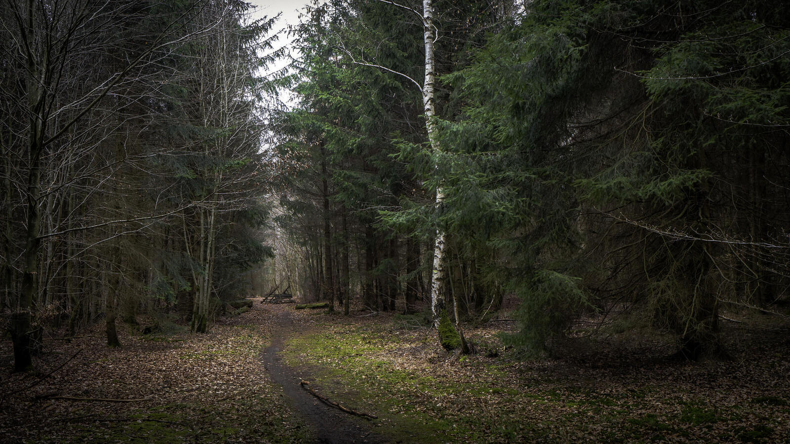 Wallpapers nature Pathway coniferous forest on the desktop