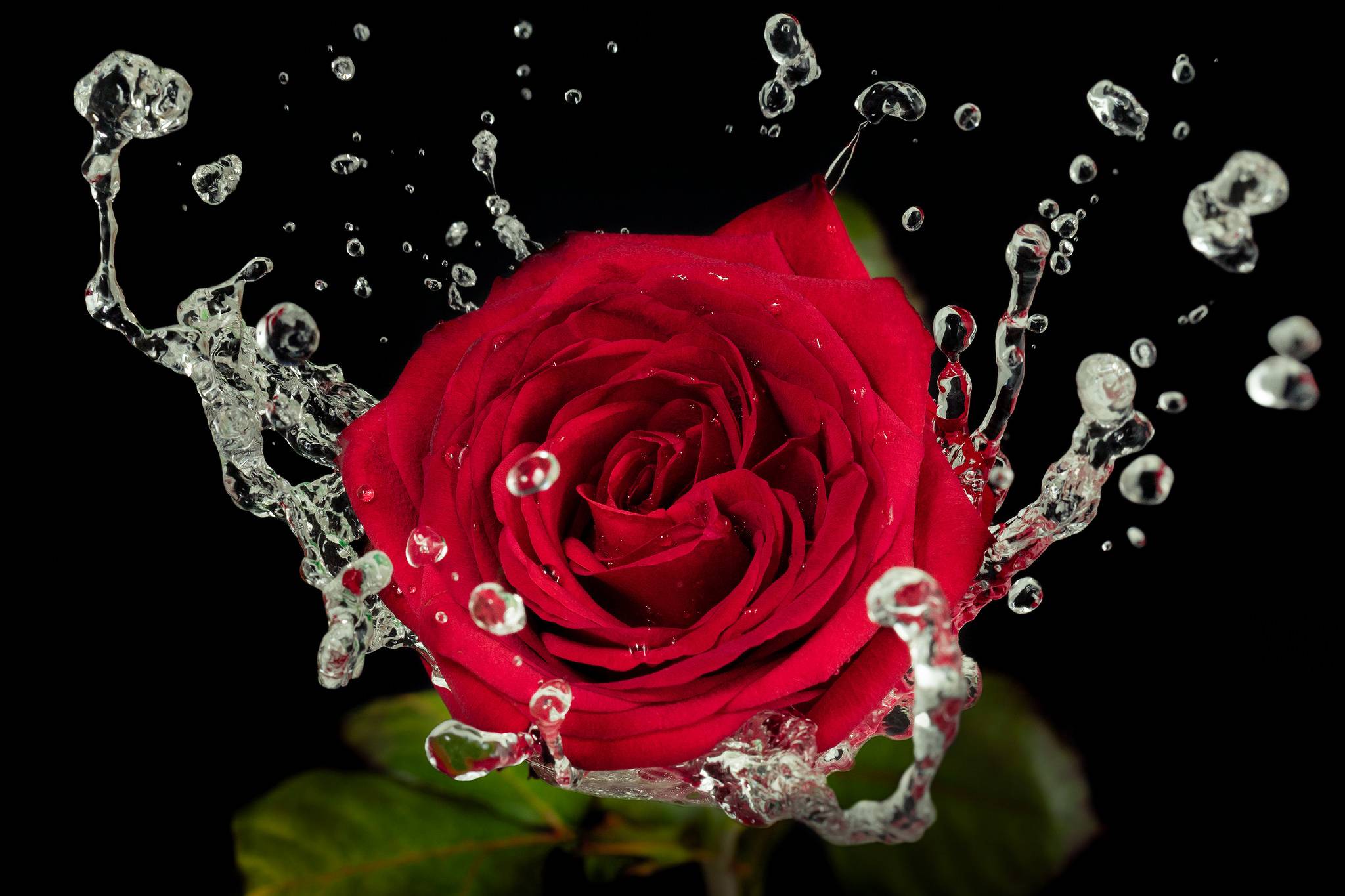 Обои роза розы цветы на рабочий стол