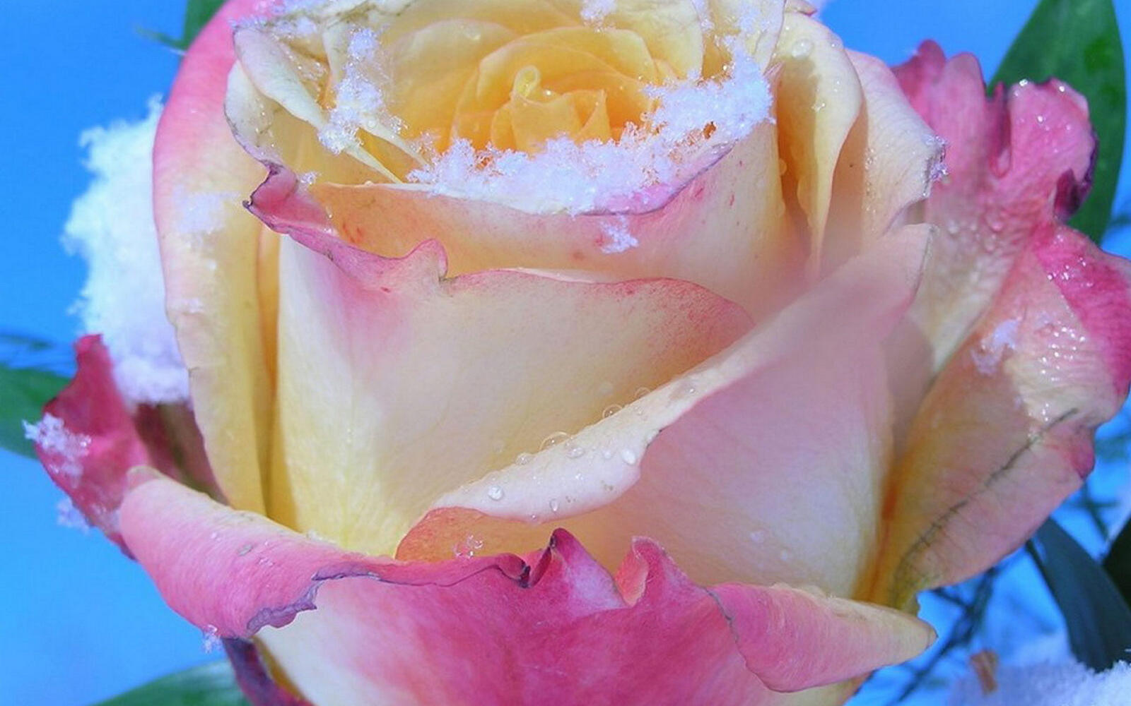 Обои роза розовый роса на рабочий стол