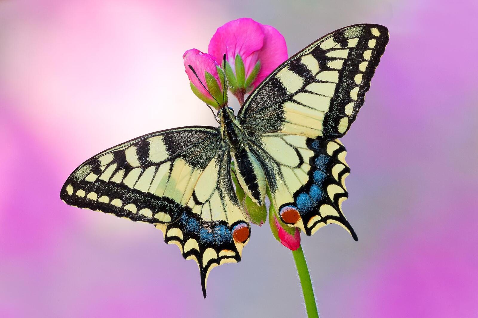 Wallpapers flower Machaon butterfly on the desktop