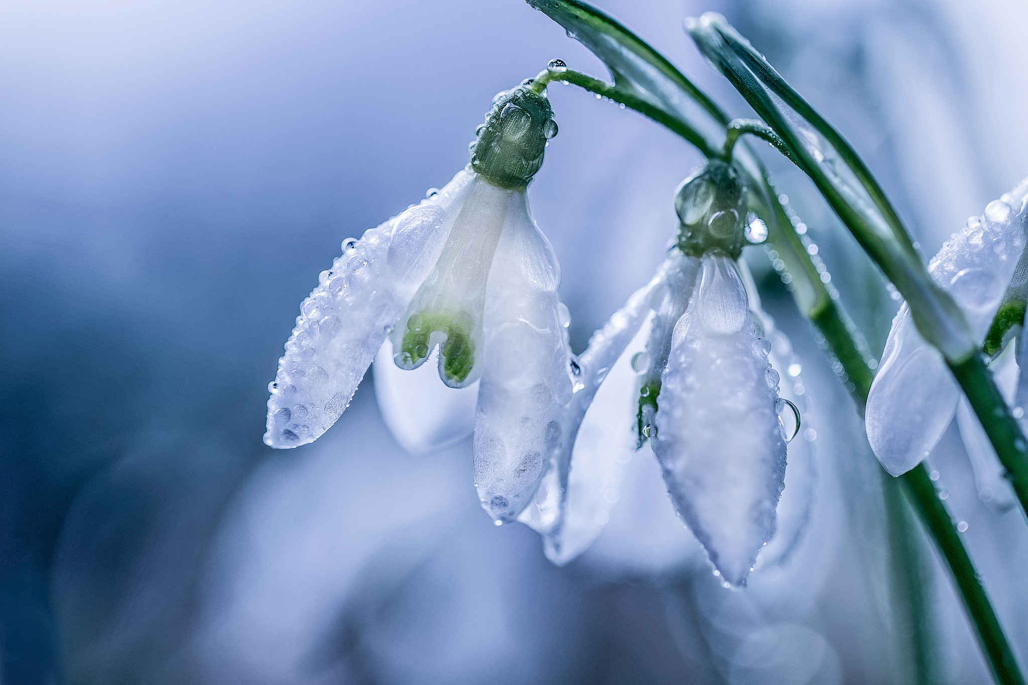 Photo free snowdrop, flowers, bokeh