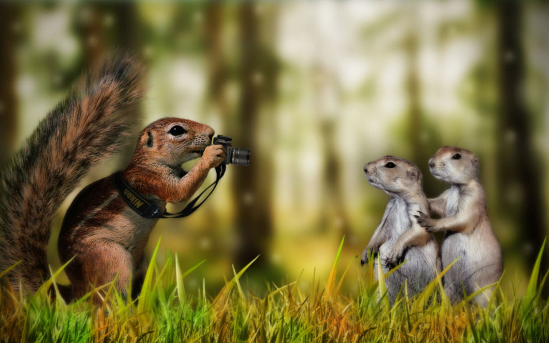 Wallpapers animals gophers squirrel on the desktop