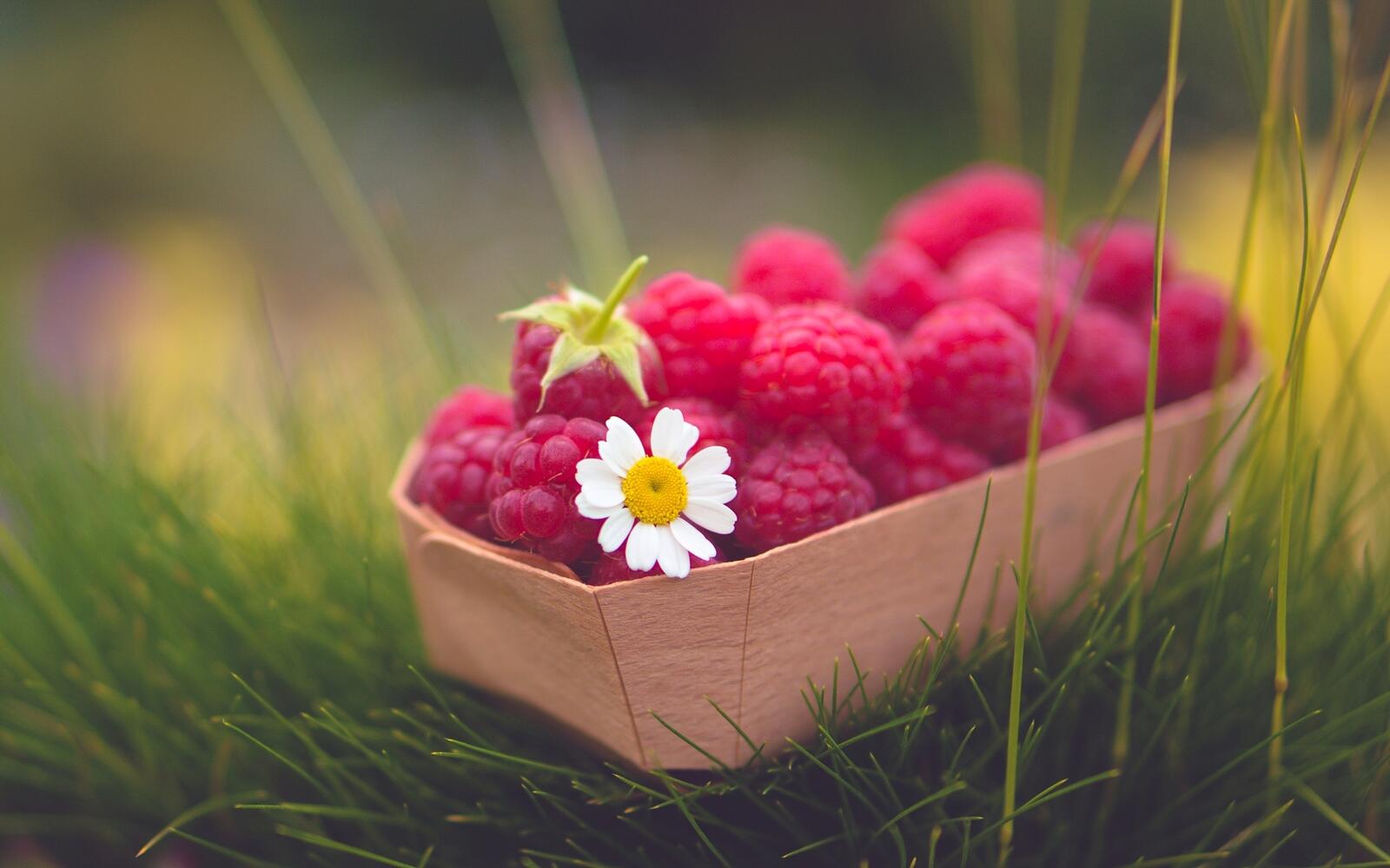 Wallpapers berry raspberry chamomile on the desktop