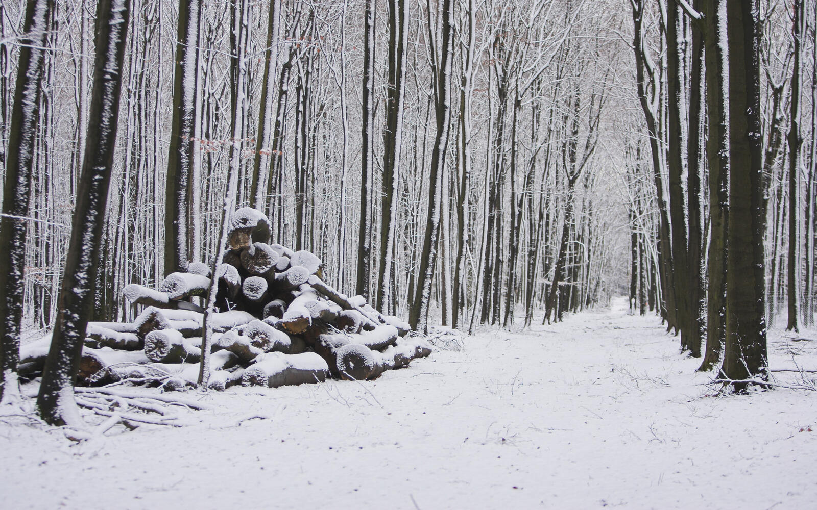 Wallpapers logs winter forest on the desktop