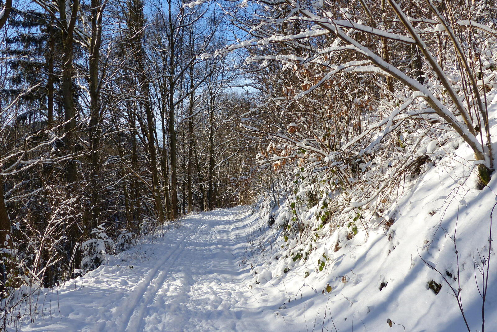 Обои зима лес дорога в снегу на рабочий стол