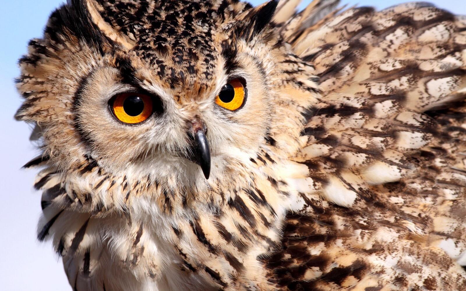 Wallpapers owl predator sight on the desktop