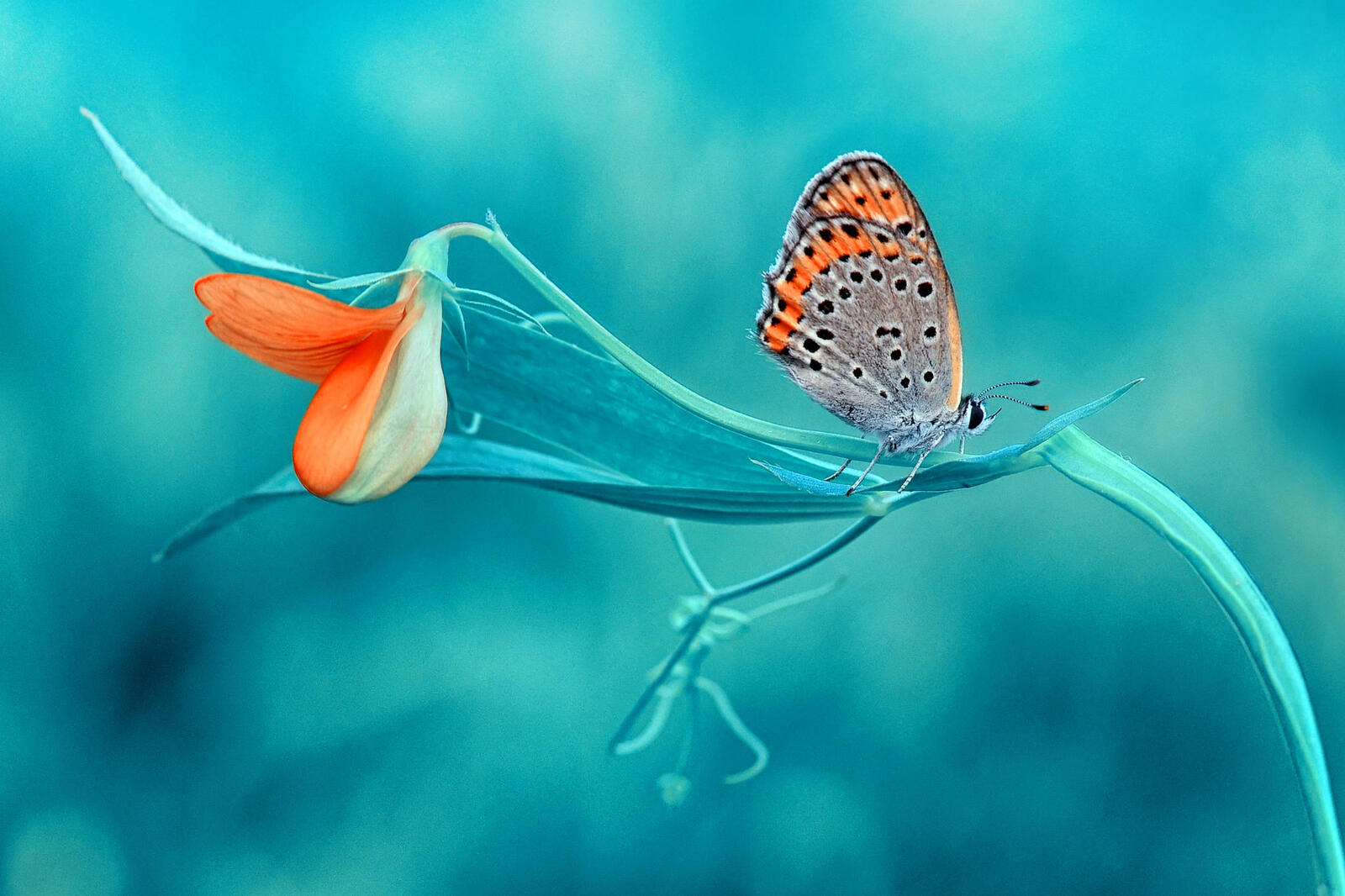 Обои красивая бабочка цветок крылья бабочки на рабочий стол