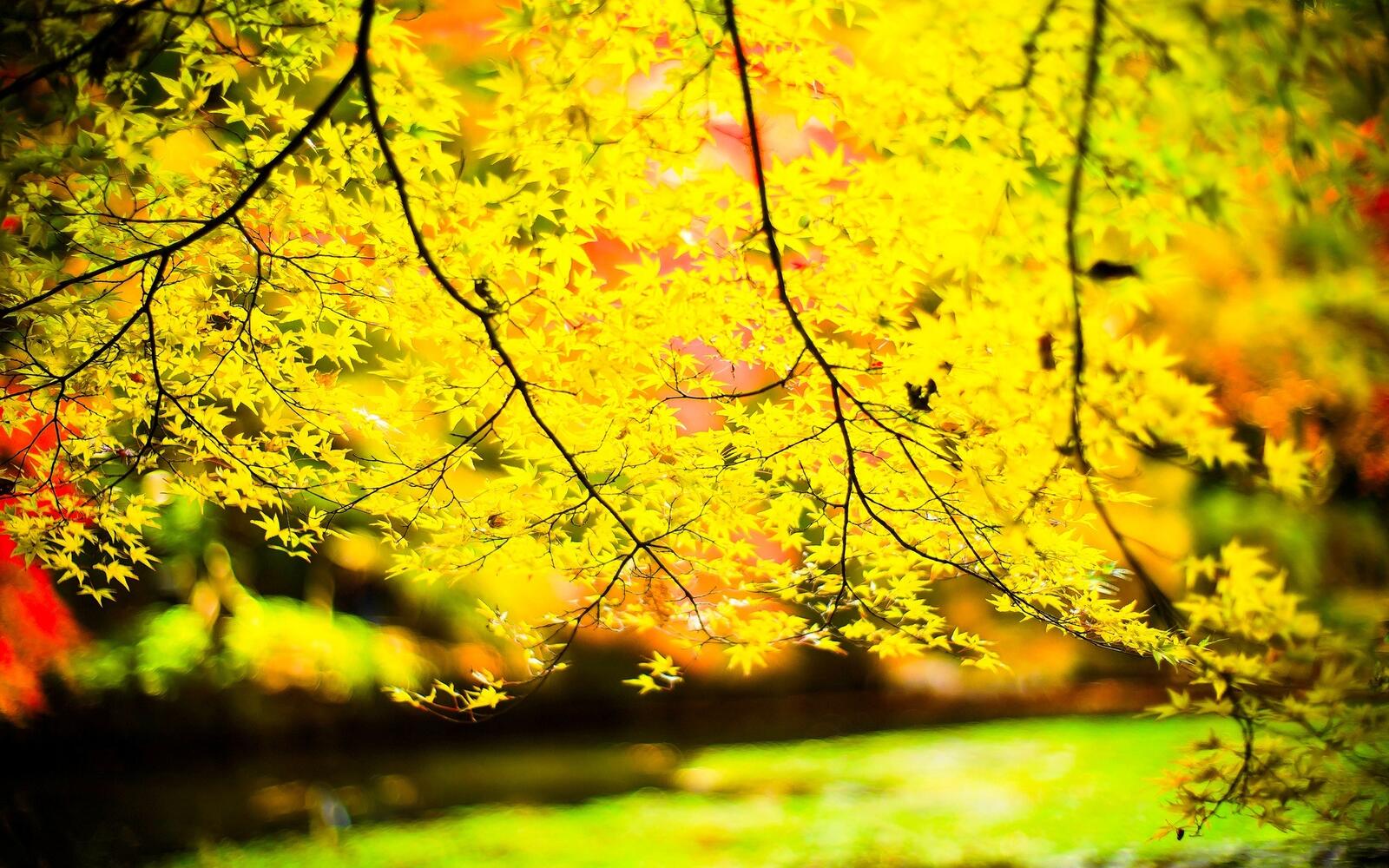 Wallpapers trees leaves yellow on the desktop