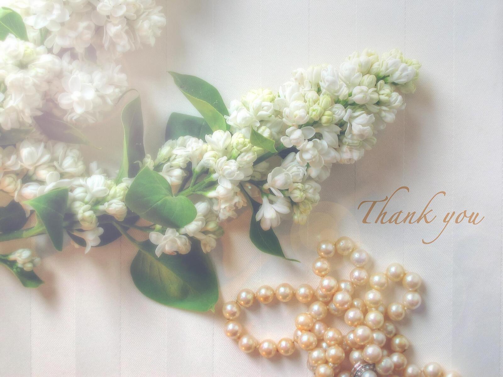 Wallpapers lilac beads flowers on the desktop