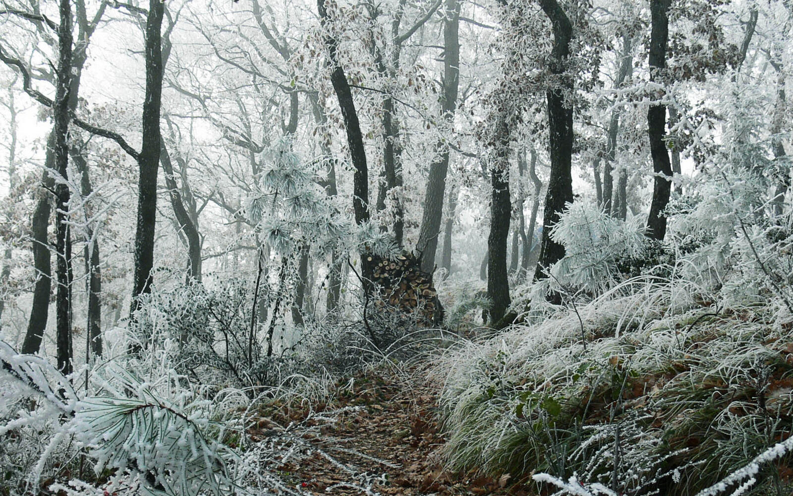 Wallpapers frost trees forest on the desktop