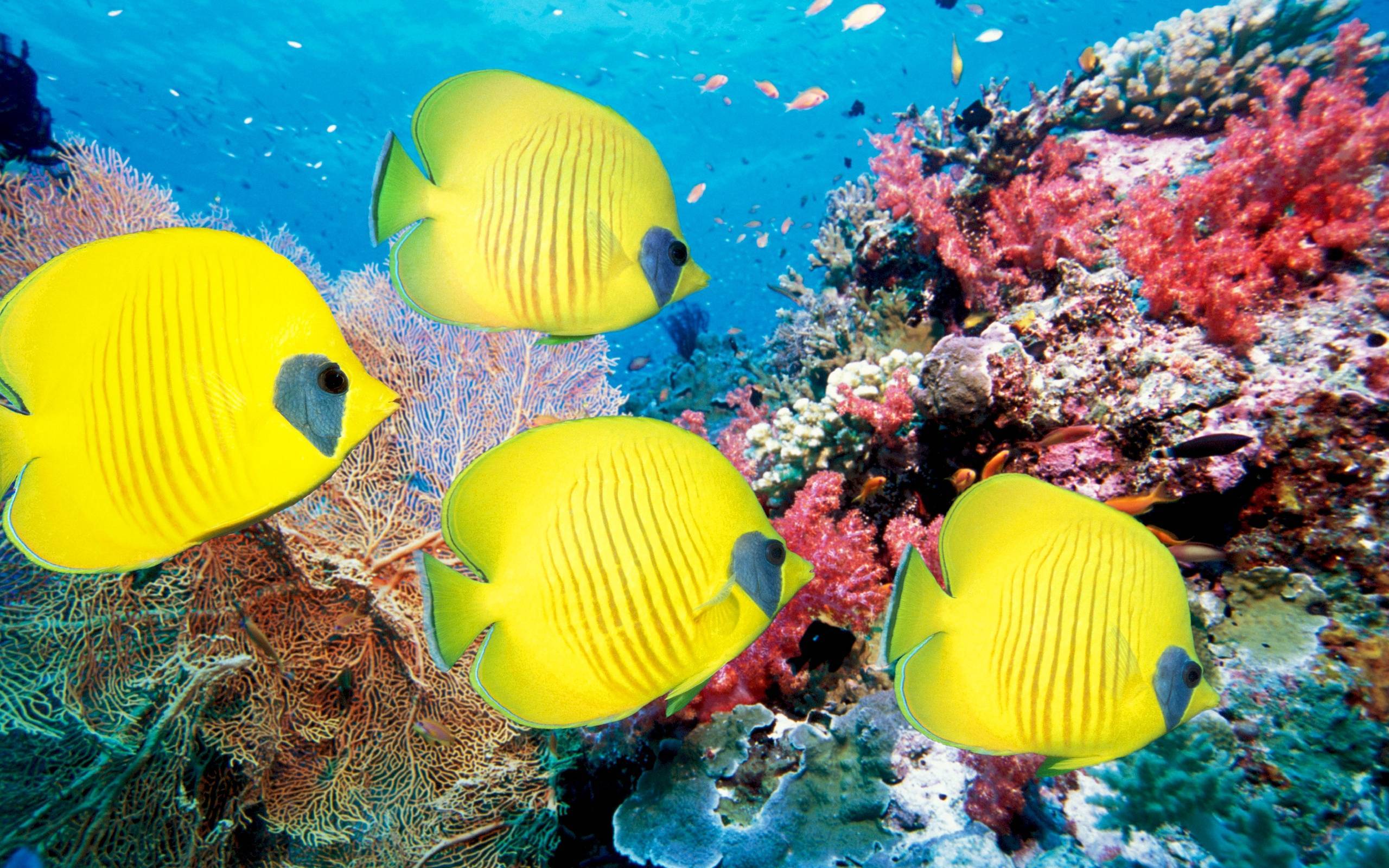 Обои желтые рыбы кораллы океан на рабочий стол