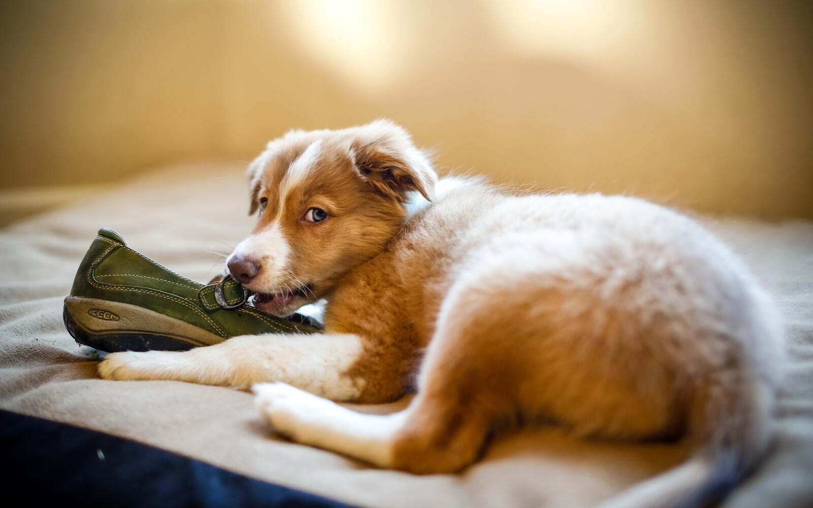 Обои щенок и ботинок пес кровать на рабочий стол