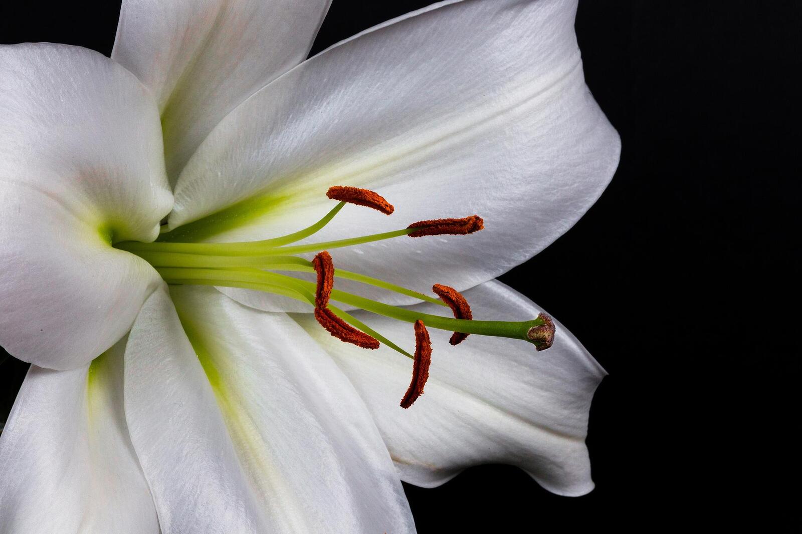 Обои флора лилия белые цветы на рабочий стол