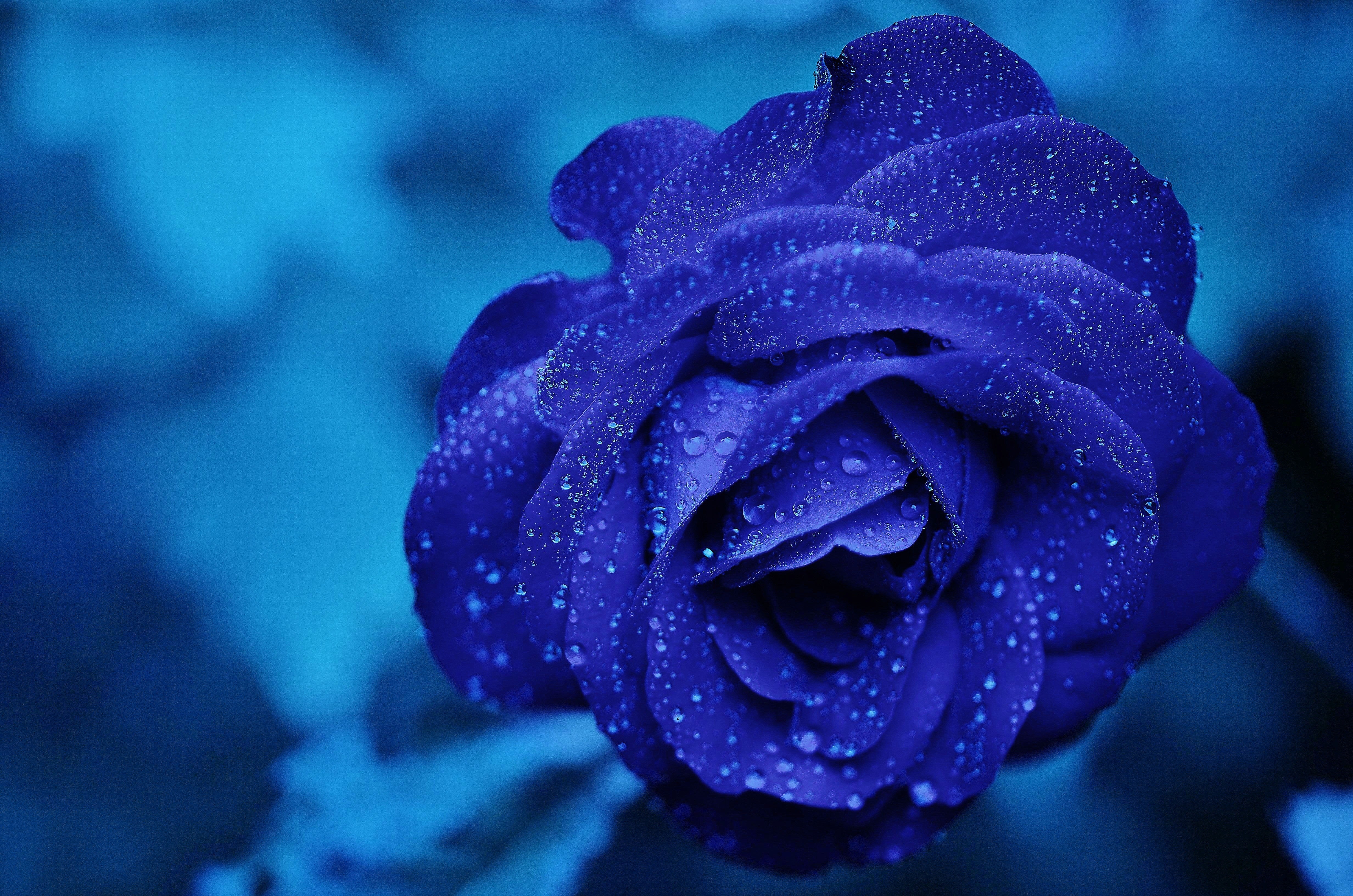 桌面上的壁纸玫瑰 蓝玫瑰 花