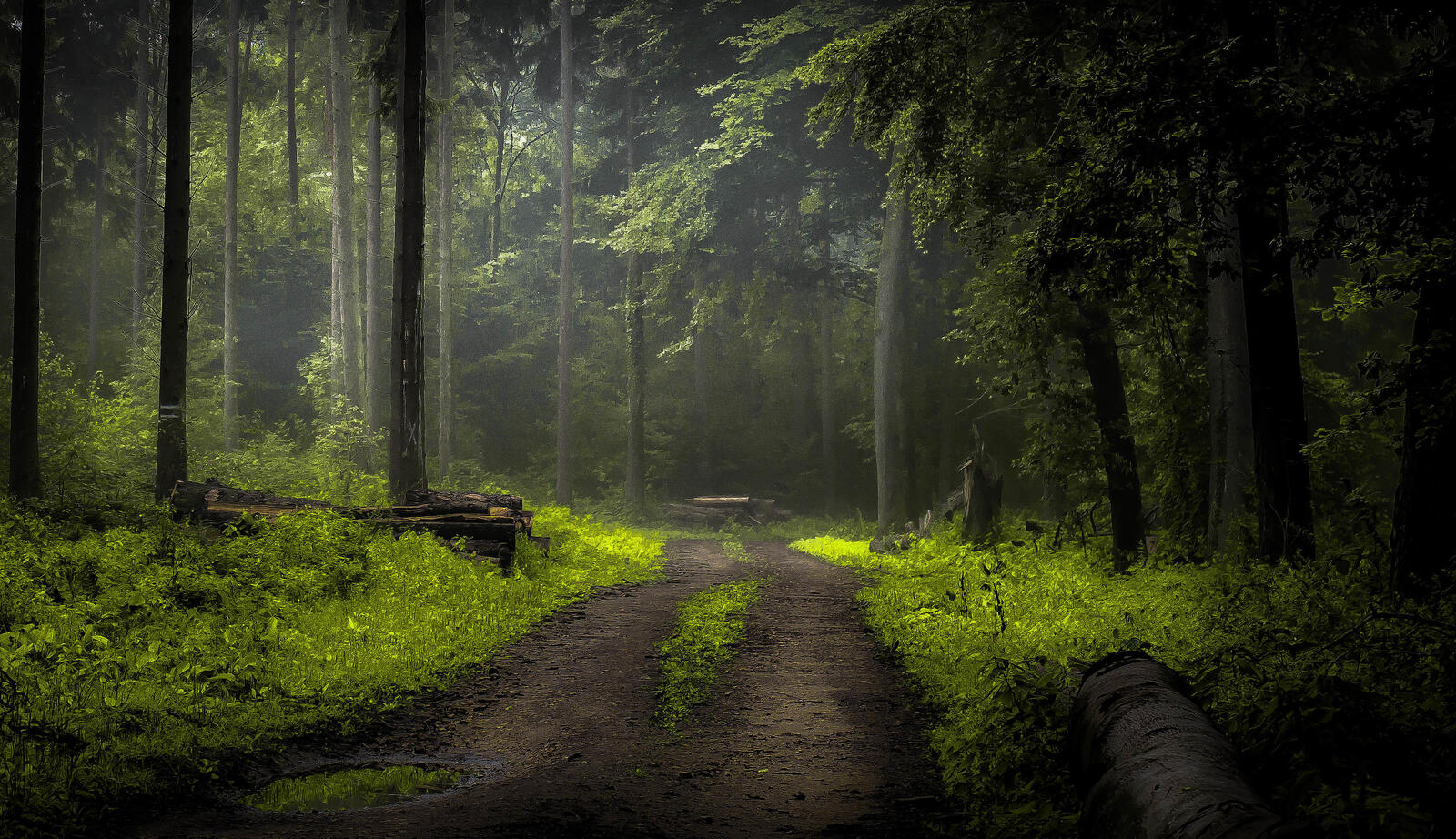 Wallpapers nature forest road in the forest on the desktop