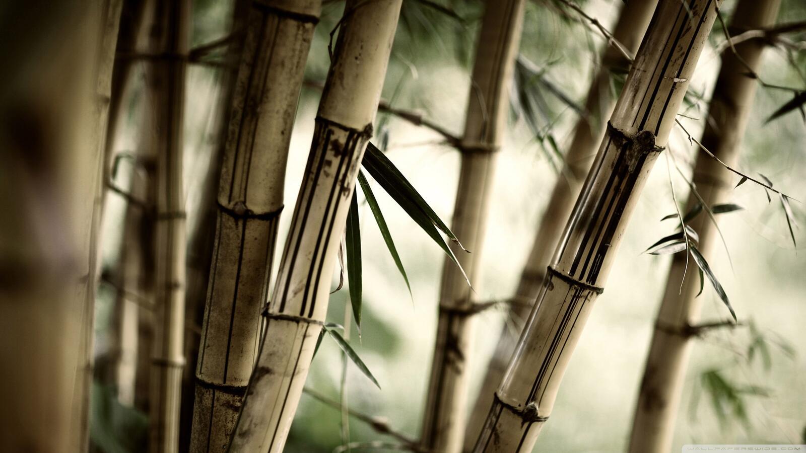 Wallpapers bamboo trunks stiff on the desktop