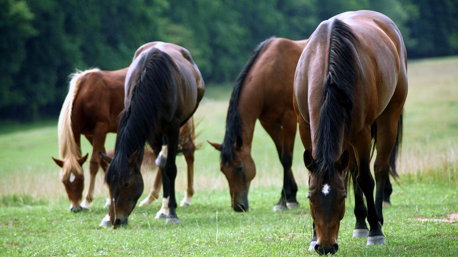 Wallpapers horses muzzles manes on the desktop