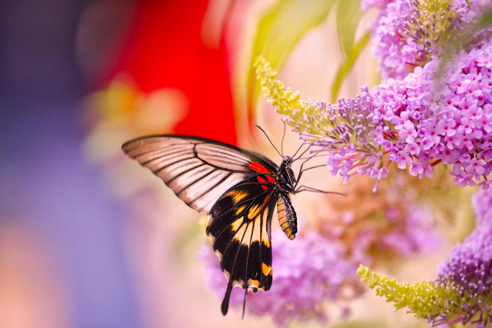 Wallpapers flowers butterfly insect on the desktop