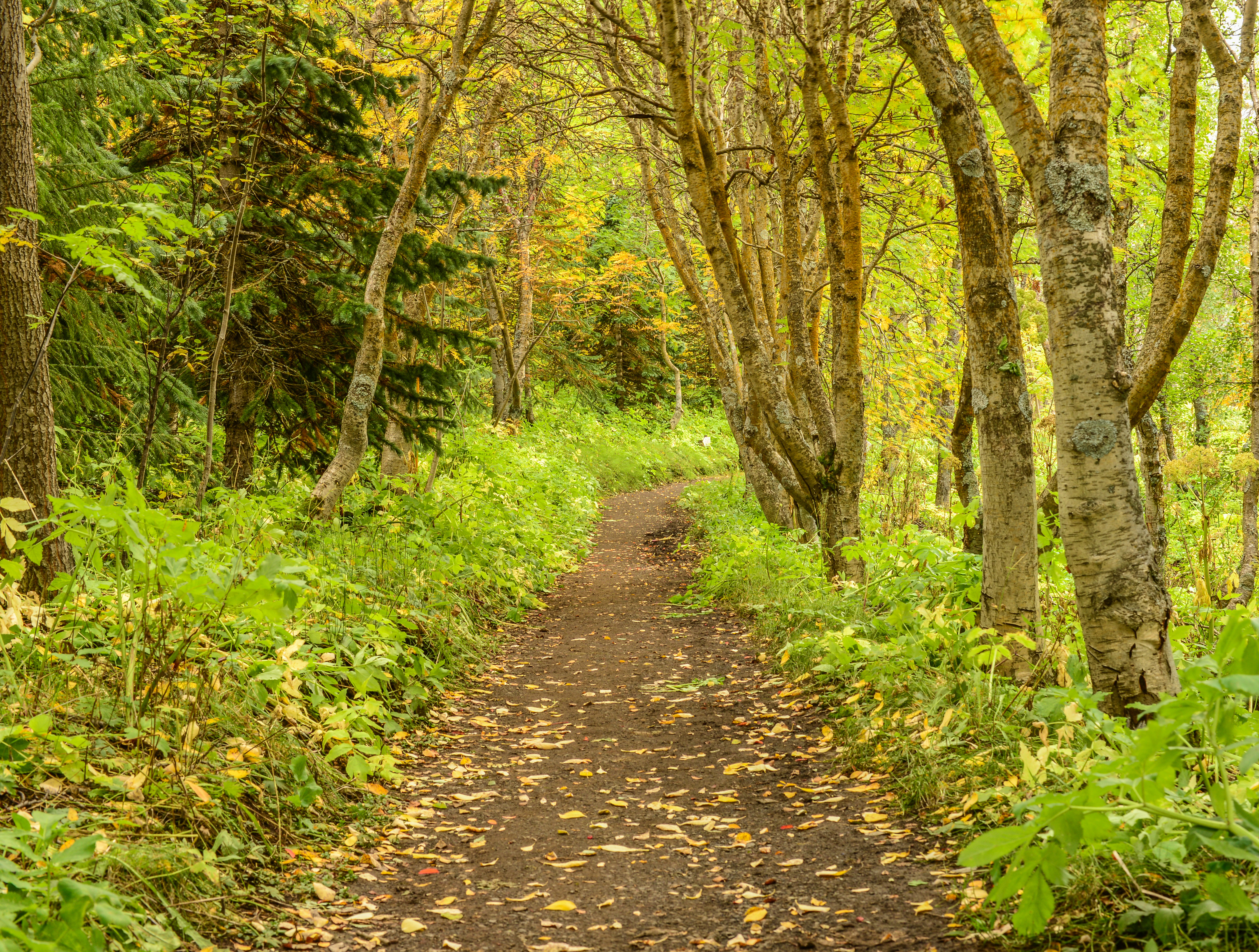 Фото бесплатно осень, грунтовая дорога, деревья
