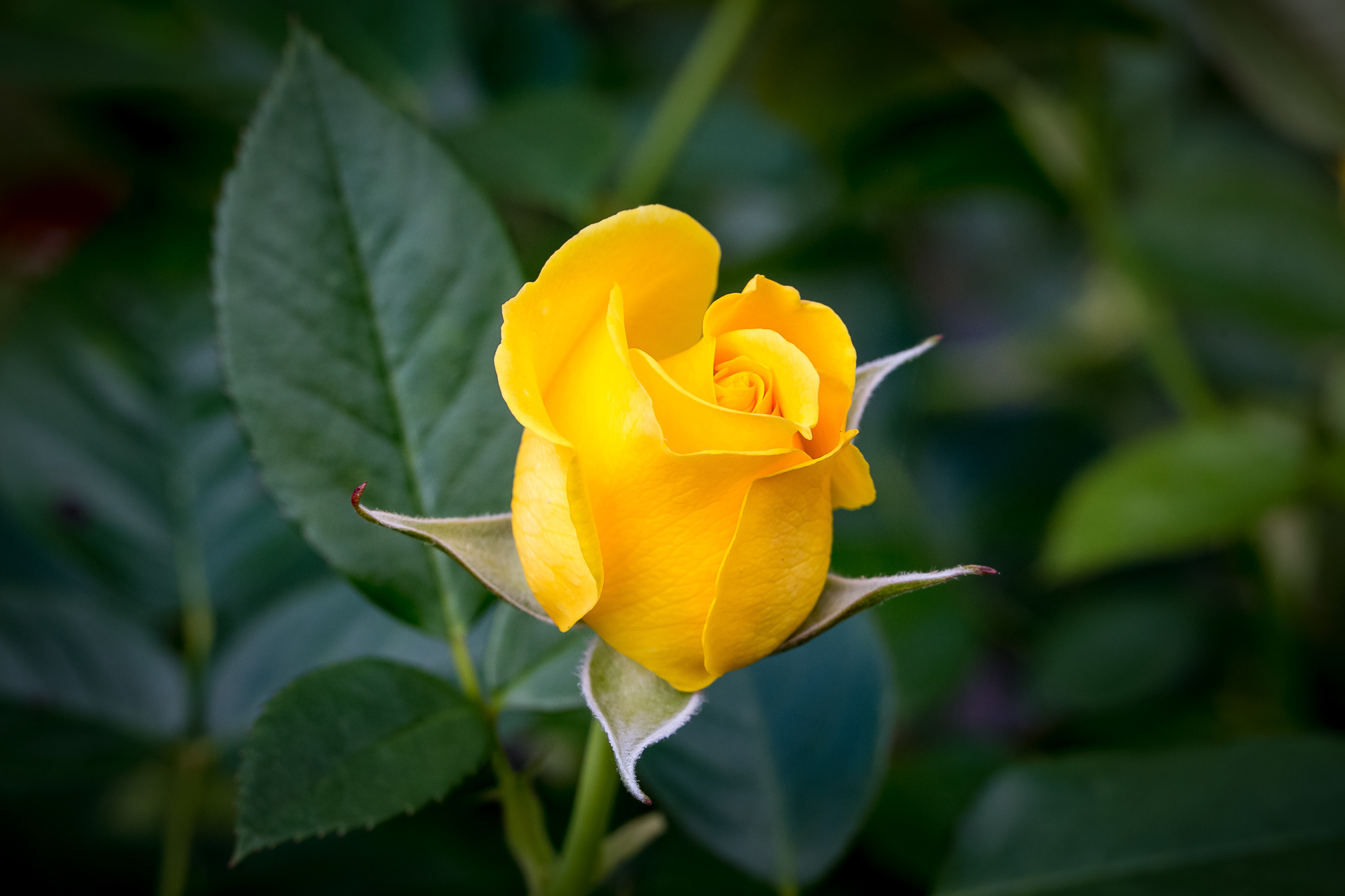 Бесплатное фото Красивая заставка розы, флора