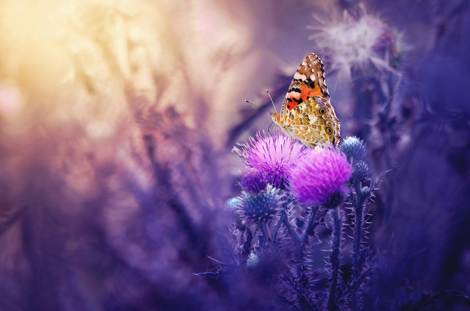 Wallpapers Thistle flower butterfly on the desktop