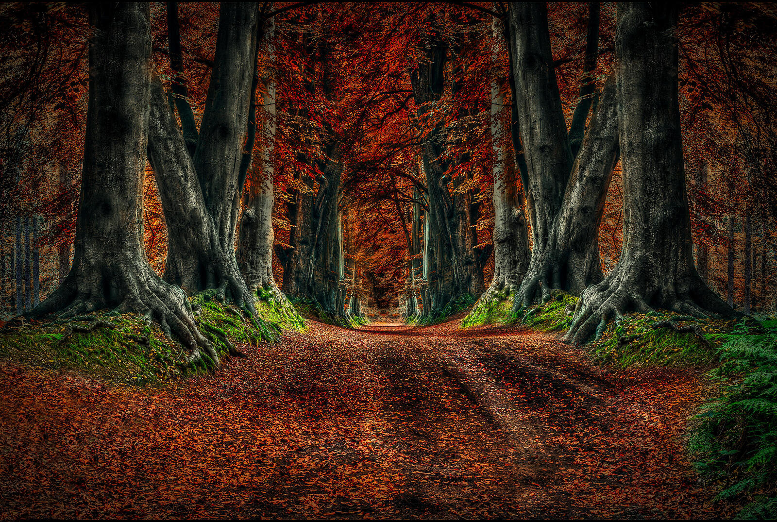 Wallpapers road in the forest road autumn on the desktop