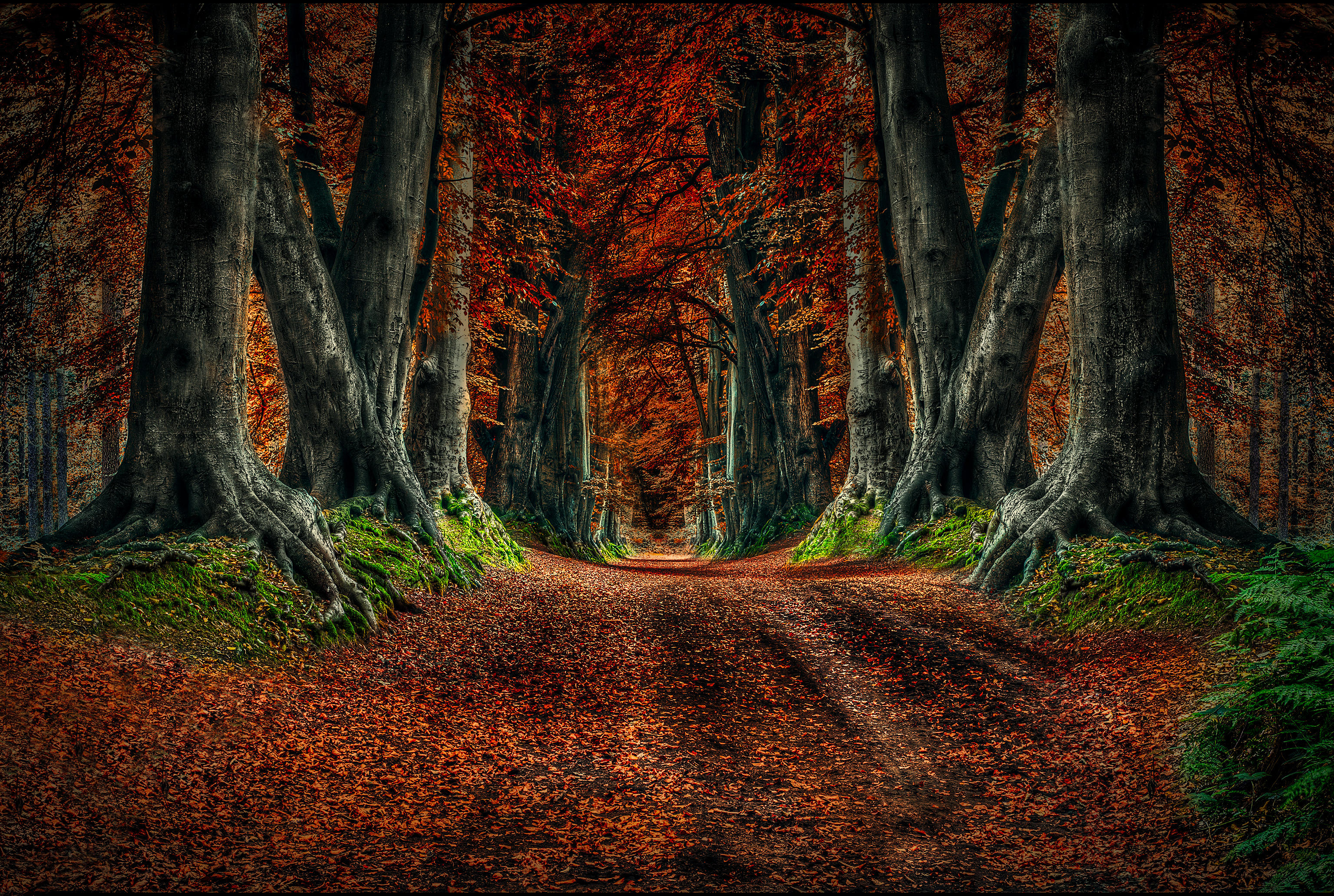 Фото бесплатно дорога в лесу, дорога, осень
