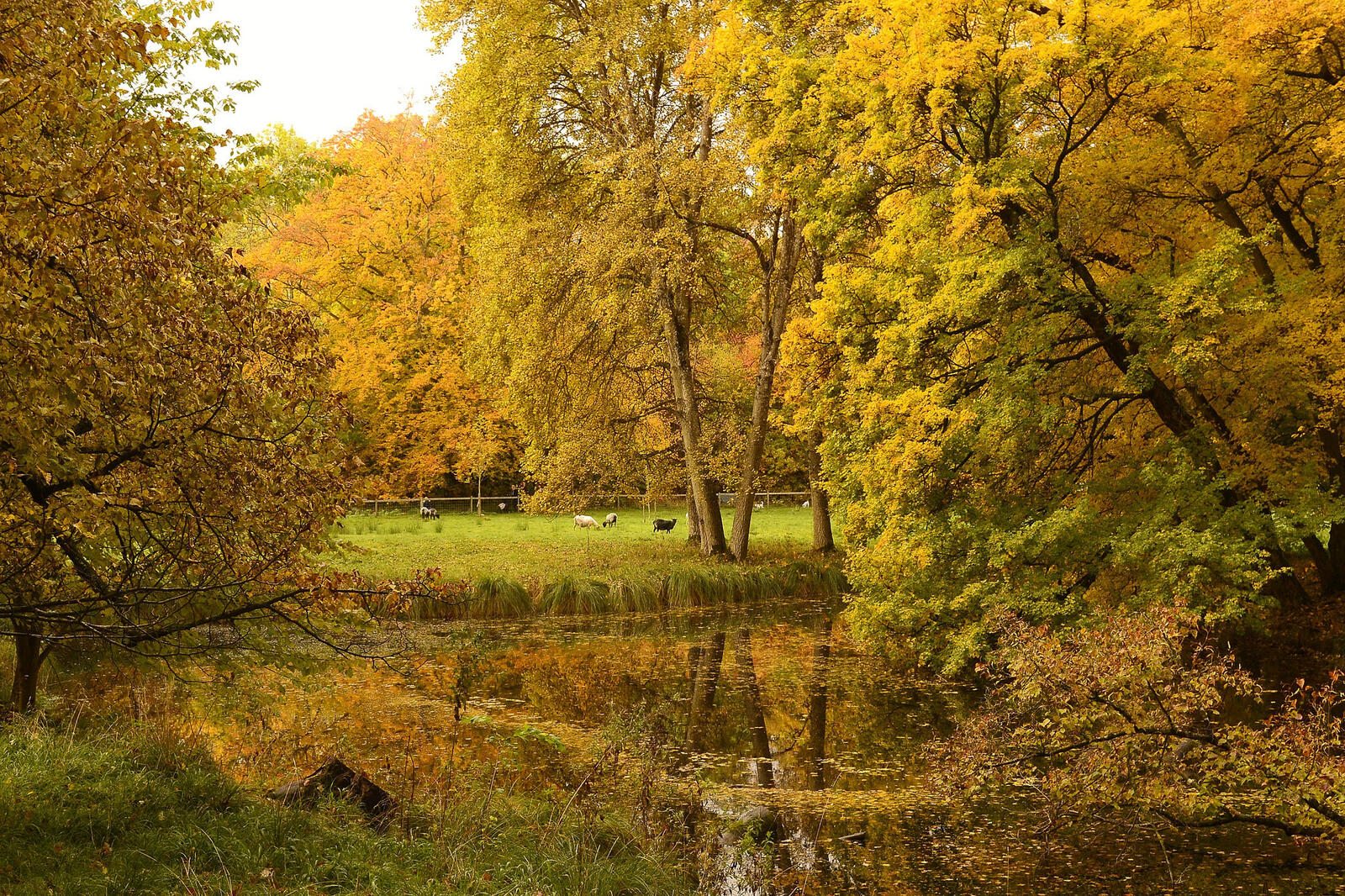 Wallpapers park autumn forest landscapes on the desktop