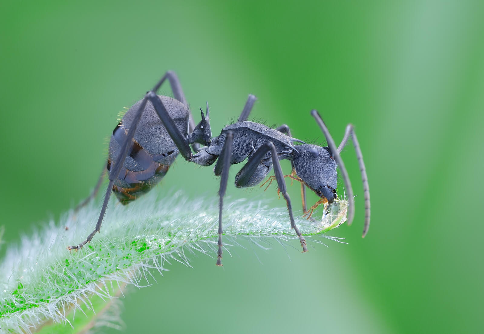 Обои макро насекомое Ant на рабочий стол