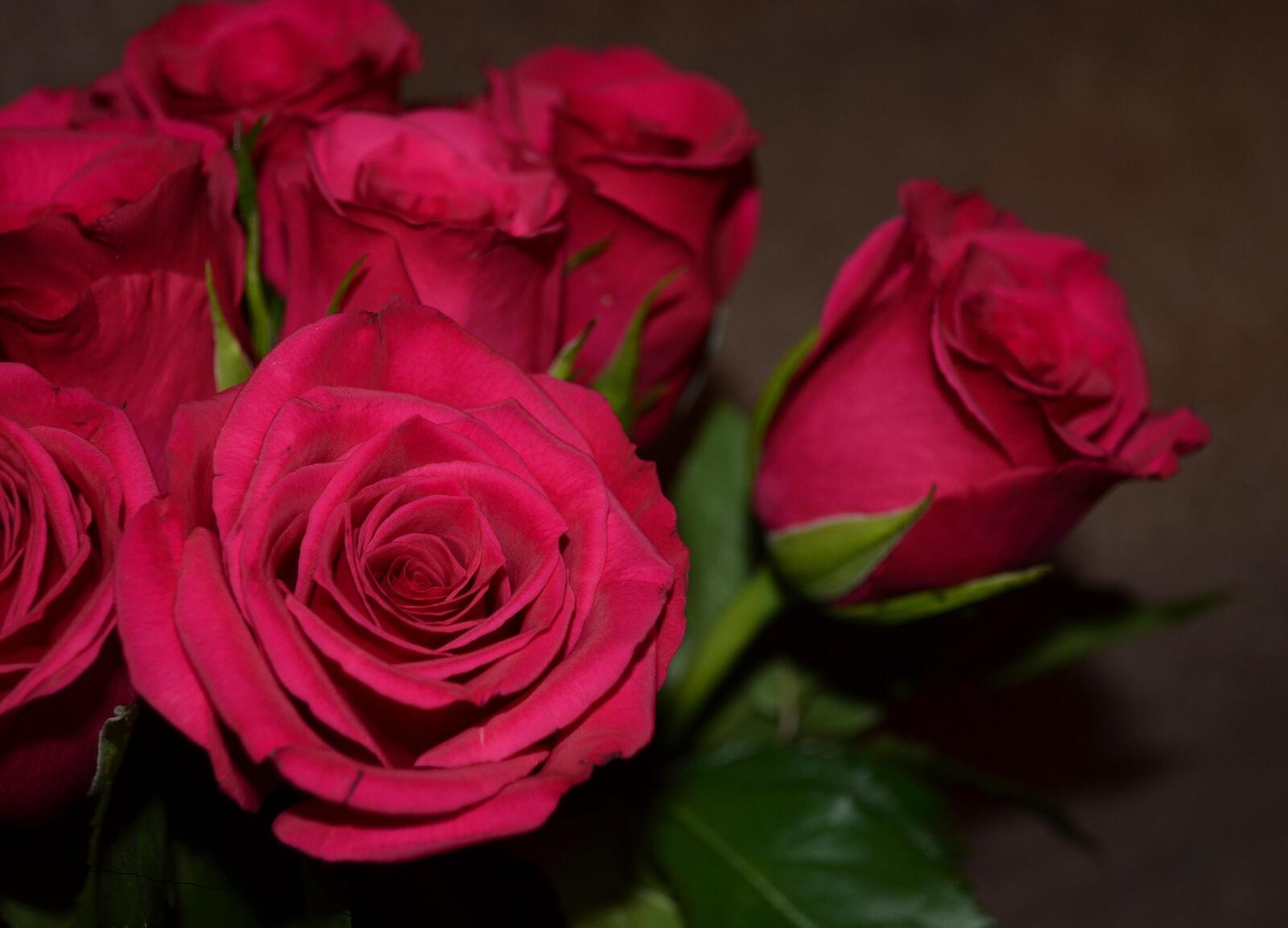 Free photo Download screensaver rose, flowers