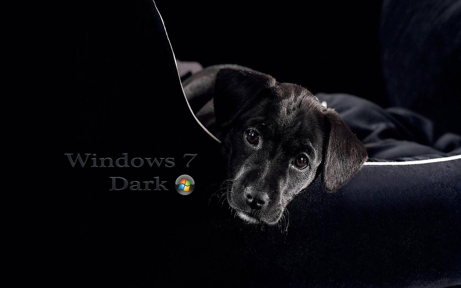 免费照片Windows7黑暗的狗